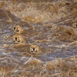 A turbulent swim