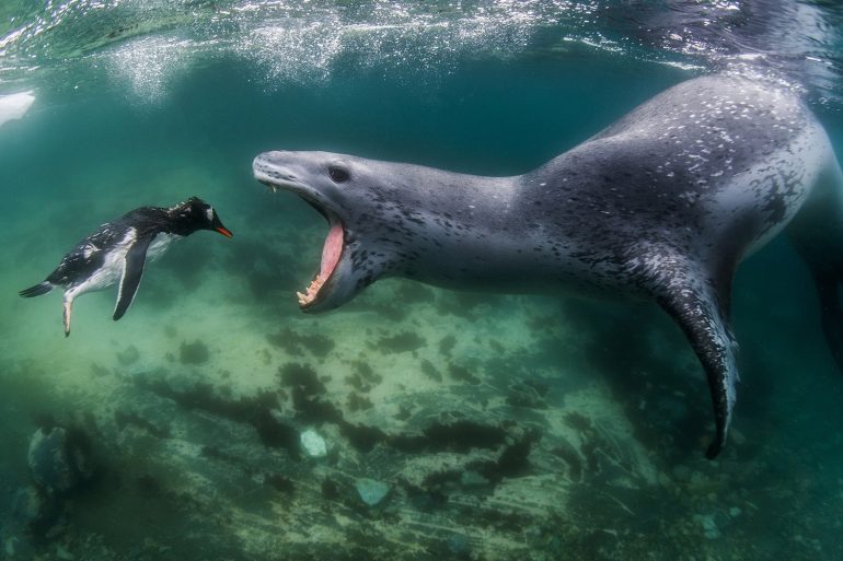 Facing+Reality_Leopard+Seal_&_Penguin