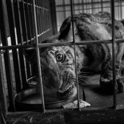 World-Press-Regional-Winners-035-Asia-Long-Term-Projects-Senthil-Kumaran-1024x683