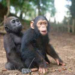 baby-gorilla-chimp-friendship-michael-poliza-10-1024x683