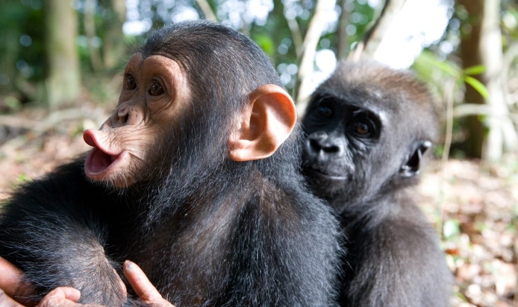 baby-gorilla-chimp-friendship-michael-poliza-11-1024x683