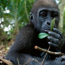 baby-gorilla-chimp-friendship-michael-poliza-2-1024x675