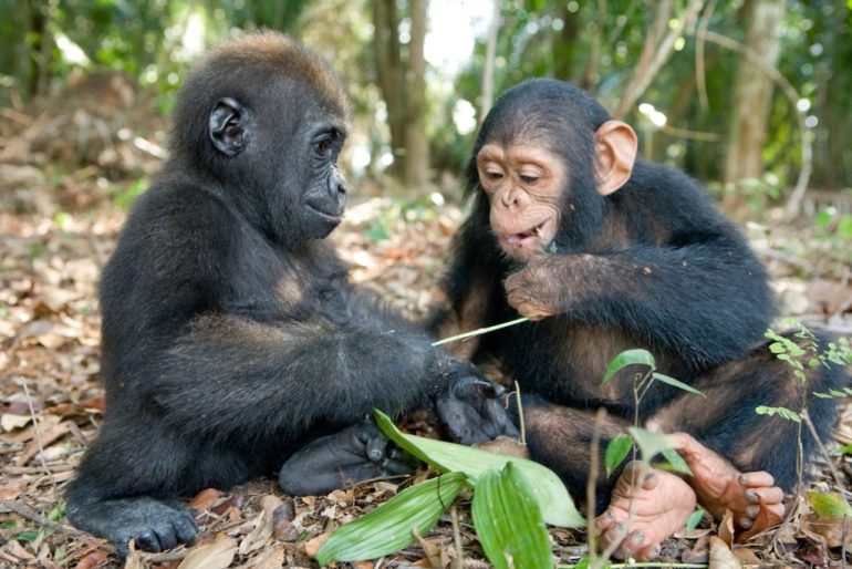 baby-gorilla-chimp-friendship-michael-poliza-3-1024x683
