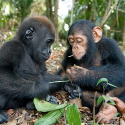 baby-gorilla-chimp-friendship-michael-poliza-4-1024x683