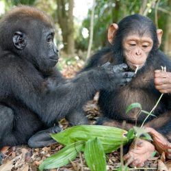 baby-gorilla-chimp-friendship-michael-poliza-5-1024x683