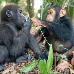 baby-gorilla-chimp-friendship-michael-poliza-6-1024x683