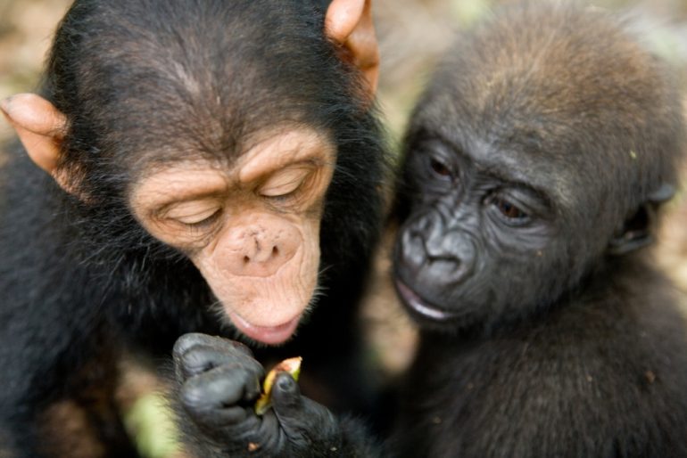 baby-gorilla-chimp-friendship-michael-poliza-7-1024x683