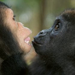 baby-gorilla-chimp-friendship-michael-poliza-8-1024x683