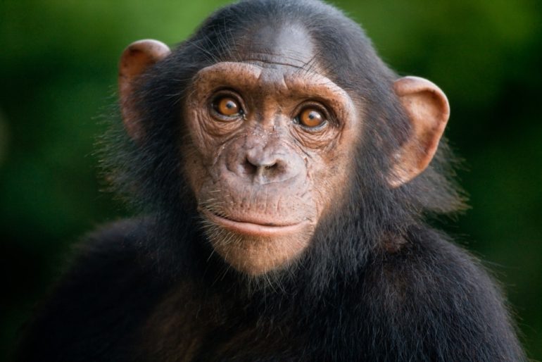 baby-gorilla-chimp-friendship-michael-poliza-9-1024x683