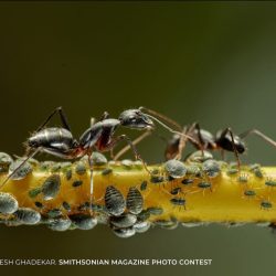 Smithsonian-Magazine-Photo-Contest-Ants-and-the-Aphids-Prathamesh-Ghadekar-1024x768