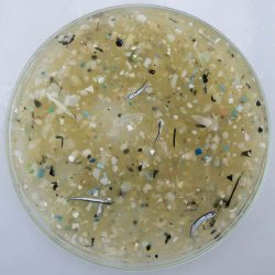 Les larmes de sirènes