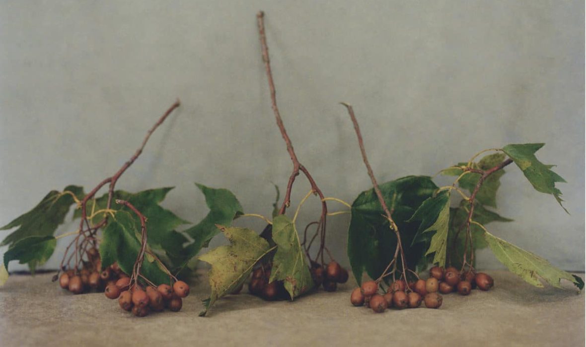 Amelie-Chassary-Fisheye-1200x820