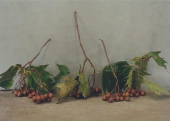 Amelie-Chassary-Fisheye-1200x820