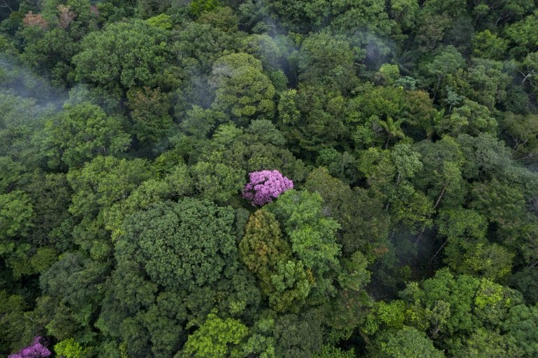 Ébène rose sur la montagne de Kaw, Guyane (4°30’ N – 52°00’ O).
