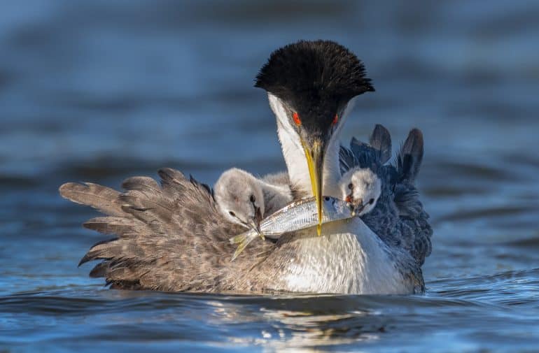 Web_A_1W_PeterShen_WesternGrebe_amateur_high-res