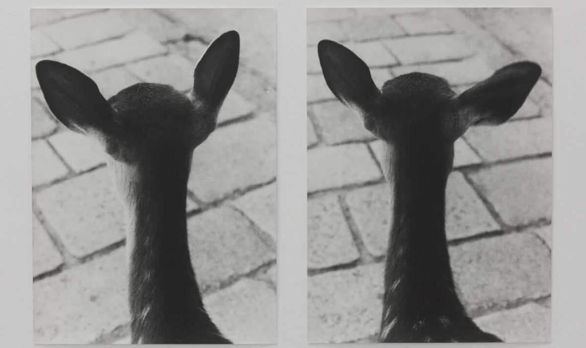 Jochen-Lempert-Symmetry-and-Architecture-Deers-fisheye-1200x801