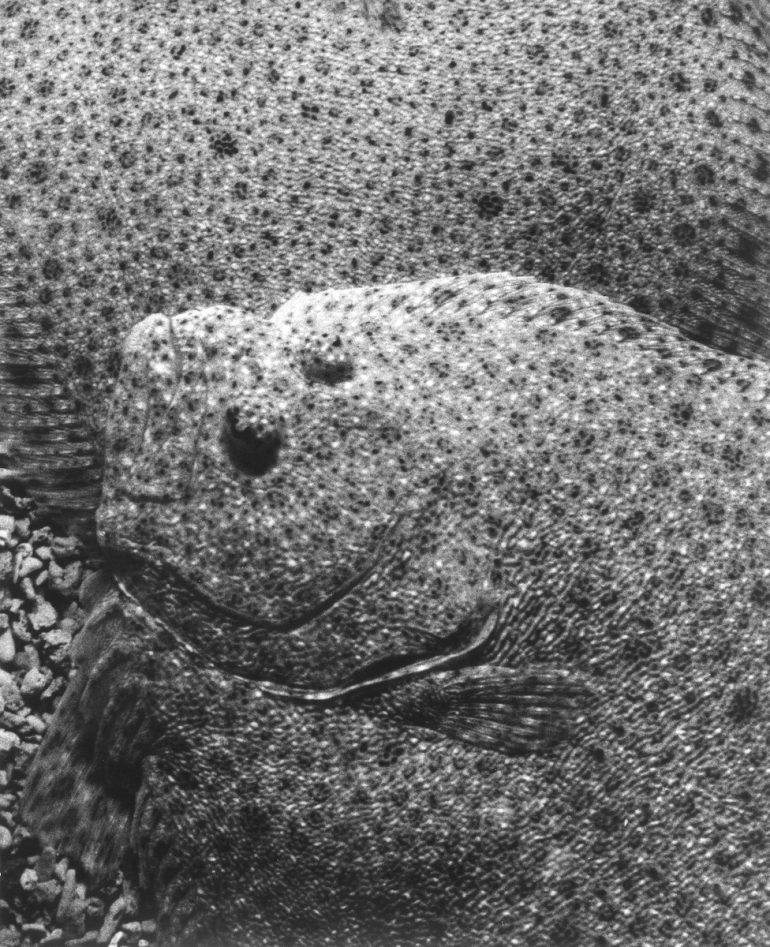 jochen-lempert-fisheye2