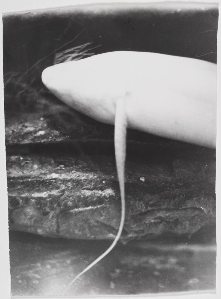 jochen-lempert-fisheye3