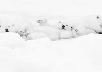 sweet-dreams-1112-x540q80