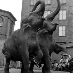 ELEPHANT_CIRQUE_PAULDECORDON