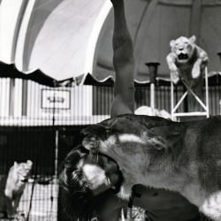 MANZANO_LION_CIRQUE_PAULDECORDON_01