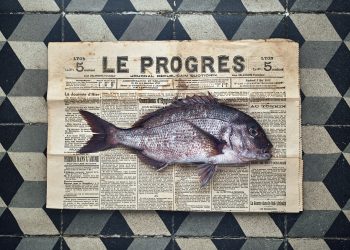 ©Jonathan_Thevenet_LIKE_A_FISH_OUT_OF_WATER_Dorade_SEBASTE