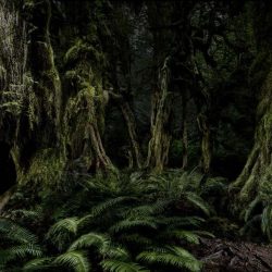 3_Alberto Venzago, Magic Forest, Olympic National Park, Washington, USA 2017, copyright Albert Venzago