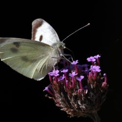 RF 200-800 F6.3-9 IS USM_sample-Get-Inspired-PL_butterfly-cabbage-white