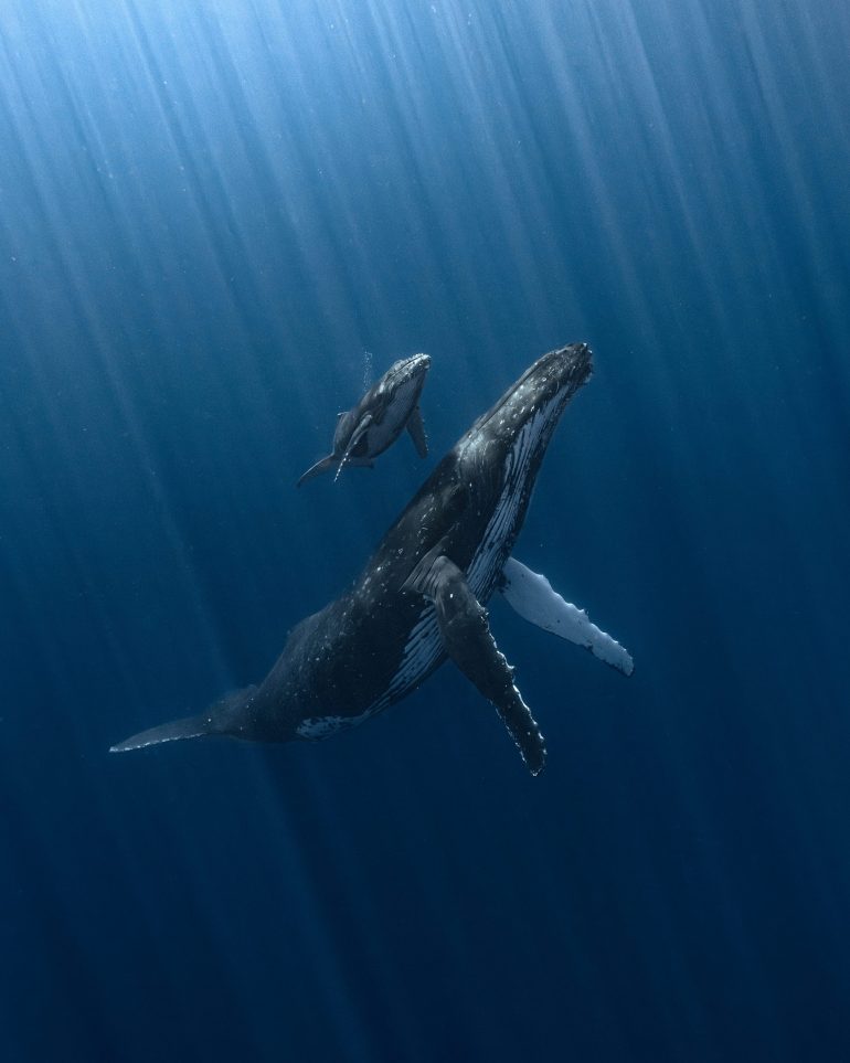 Les lauréats de l'Underwater Photographer of the Year 2025 | Lense