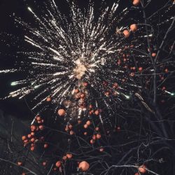 persimmon-for-good-fortune