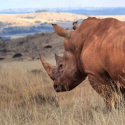 the-wildness-in-his-eyes