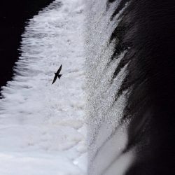 thunderwing-language