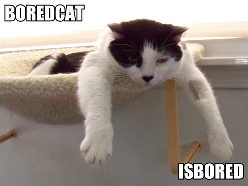 boredcat-isbored