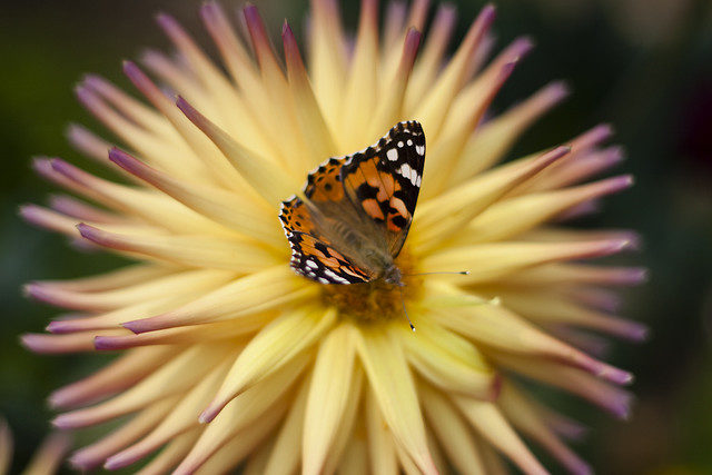 La fleur et le papillon (commun)
