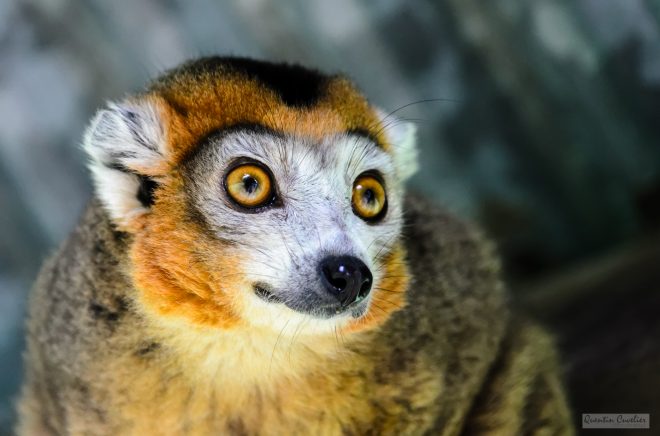 Crowned Lemur 2