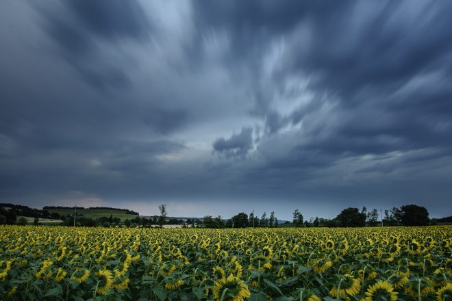 1. Sunset on the sunflower