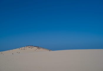 les fourmis de la dune