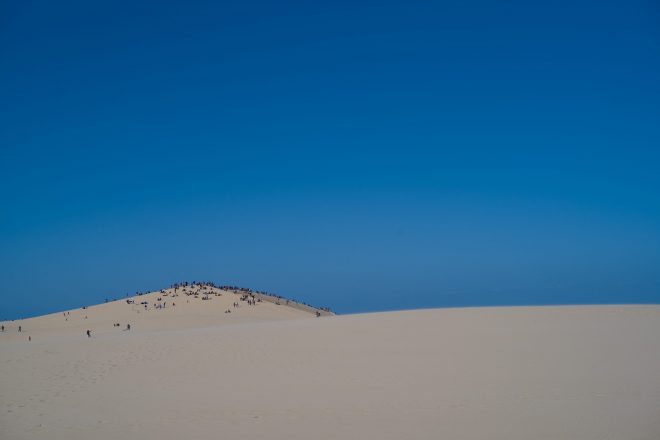 les fourmis de la dune