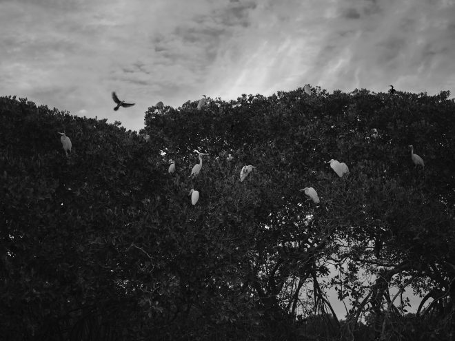 sine salue le coucher des oiseaux