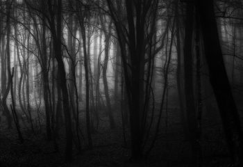 Dark Wood