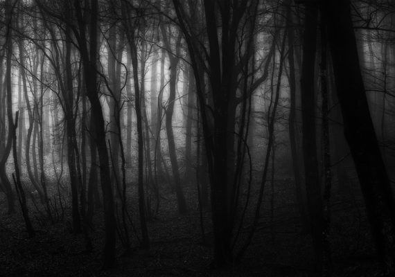 Dark Wood