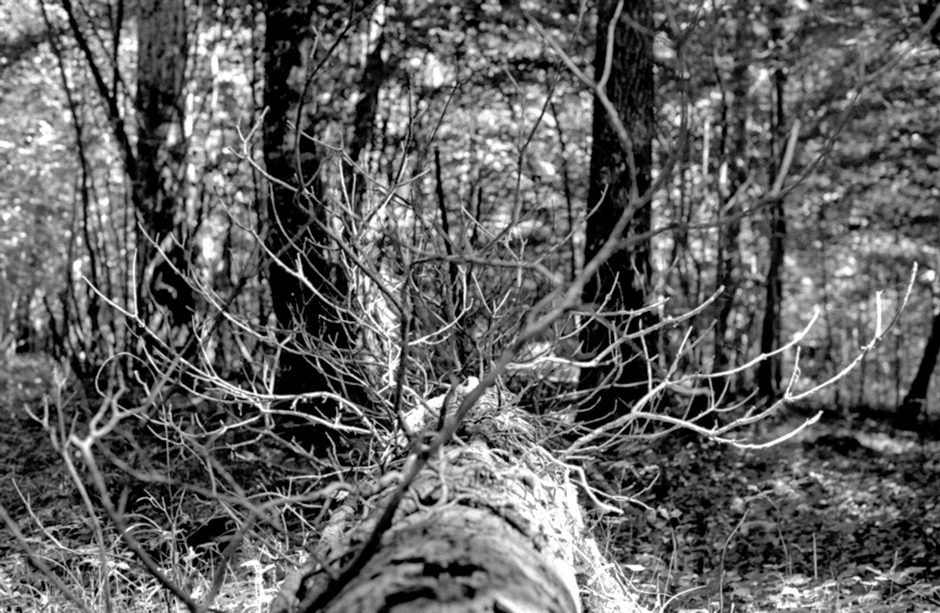 Balade en forêt – 09