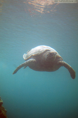 Tortue Réunionnaise