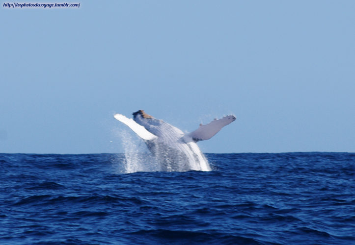 Saut de Baleine