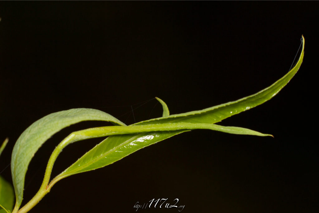 La première ici …