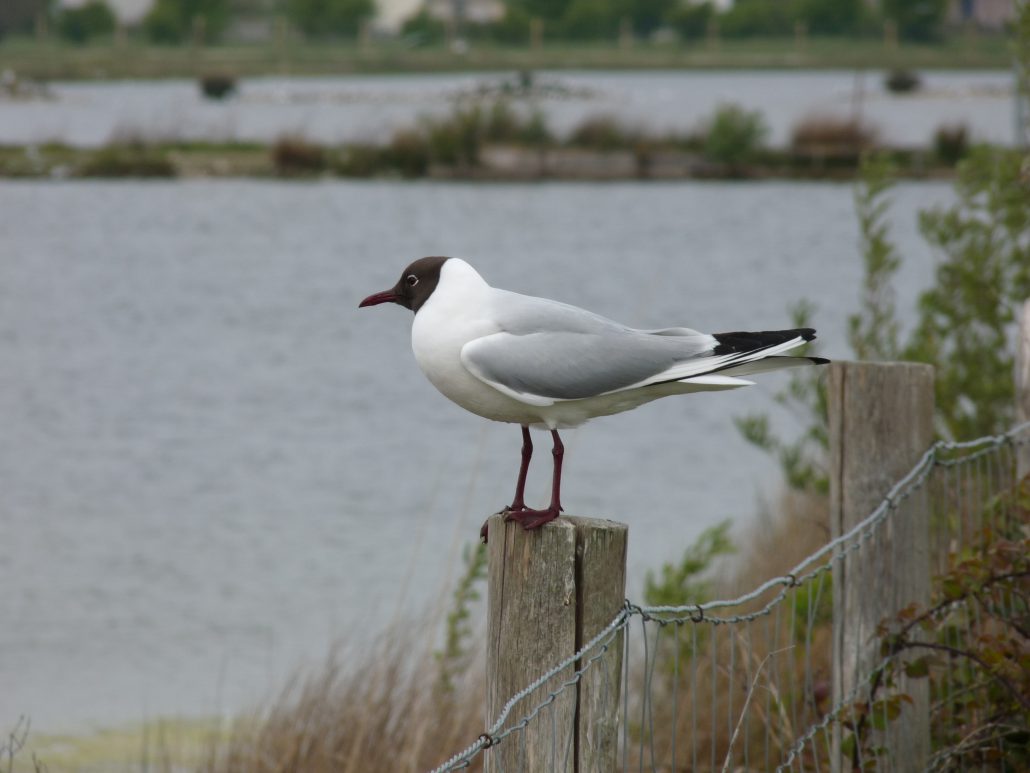 Mouette rieuse