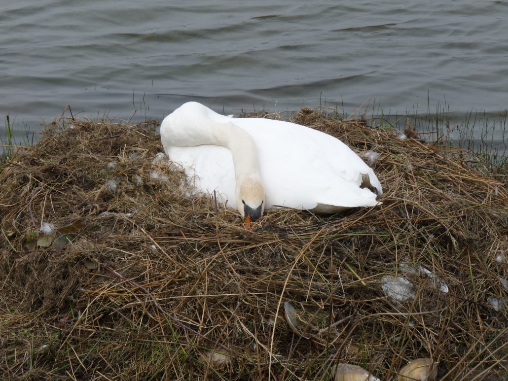 Cygne couveur