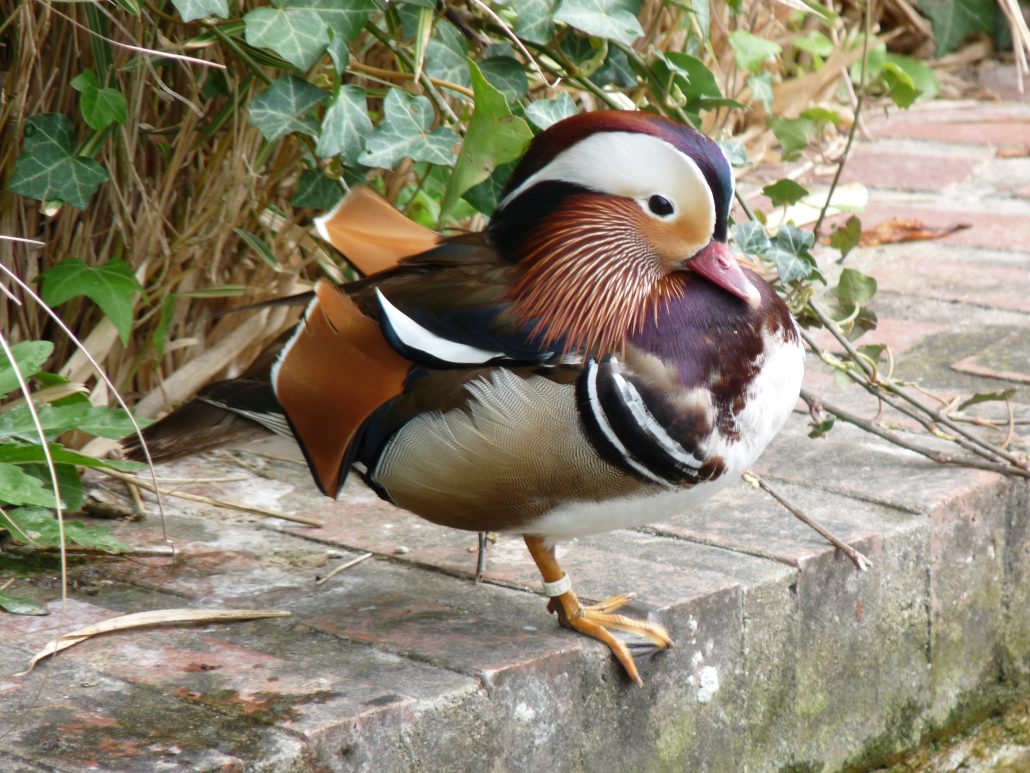 Mandarin unijambiste !