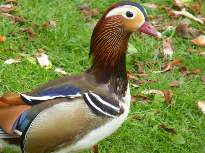 Mandarin