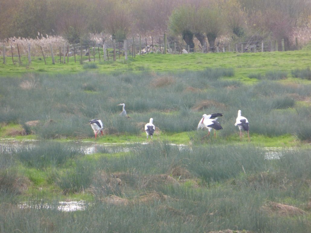 JEUNES CIGOGNES NEES EN BAIE DE SOMME